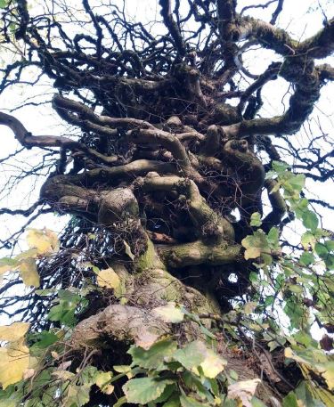Camperdown Elm Heritage Tree